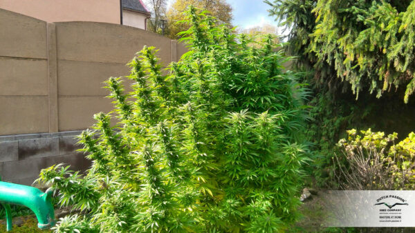 A lush cluster of tall cannabis plants flourishing in an outdoor setting.