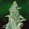 Feminized Seeds Honey B type from Barneys Farm Seeds.