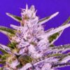 Feminized Ice Bomb type seeds from Bomb Seeds.