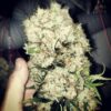 A person holding a large cannabis bud covered in trichomes.