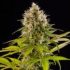 Feminized industrial plant seeds from DinaFem Seeds.