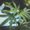 A hand wearing a blue latex glove holding a cannabis plant.