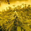 Close-up of a cannabis plant in a cultivation facility with numerous plants in the scene.
