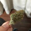 Von DinaFem Seeds Industrial Plant.A person holds a large cannabis bud between their fingers, showing detailed textures and colors of the plant.