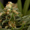 Von DinaFem Seeds Industrial Plant.Close-up of a mature cannabis bud displaying dense trichomes and vibrant pistils among its leaves.