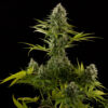 A tall cannabis plant with lush green leaves and clustered buds covered in white trichomes.