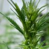 Close-up of a young cannabis plant with clustered leaves and emerging buds.