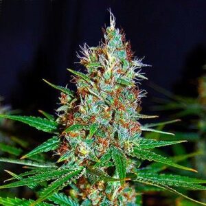 Regular type Seeds Jorge's Diamond #1 from Dutch Passion Seeds.