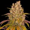 Feminized Lemon Tree seeds from Barneys Farm Seeds.