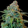 Barneys Farm Seeds Regular Liberty Haze type seeds.