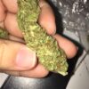 A close-up of a person holding a dried cannabis bud between their fingers.