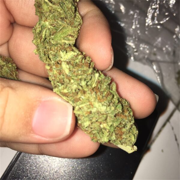 A close-up of a person holding a dried cannabis bud between their fingers.