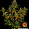 Tall cannabis plant with dense clusters of buds, showing leaves with shades of green, yellow, and red.