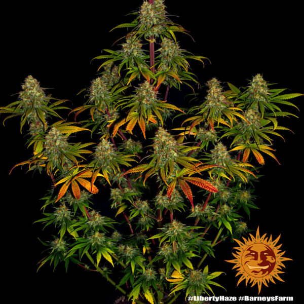 Tall cannabis plant with dense clusters of buds, showing leaves with shades of green, yellow, and red.