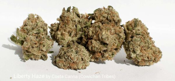 Close-up of several dense cannabis buds with crystalline trichomes and orange pistils, labeled as Liberty Haze by Costa Canna (Cowichan Tribes).
