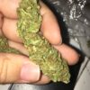 A close-up of a hand holding a large bud of dried cannabis.
