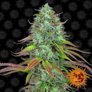Seeds of LSD Automatic type from Barneys Farm Seeds.