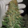 Mango Chutney Regular seeds from Dr Krippling Seeds.