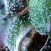 Feminized Merkabah type seeds from Delta 9 Labs.