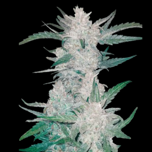 Fast Buds Seeds offers Feminized Mexican Airlines seeds.