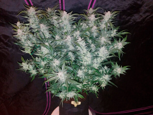 A cannabis plant with dense foliage and numerous trichome-covered buds visible, held in a fabric pot supported by purple straps.