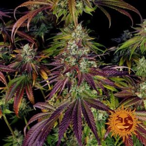 Barneys Farm Seeds offers Feminized Mimosa Evo type seeds.