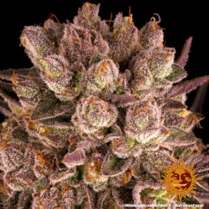Seeds Mimosa x Orange Punch type Feminized from Barneys Farm Seeds.