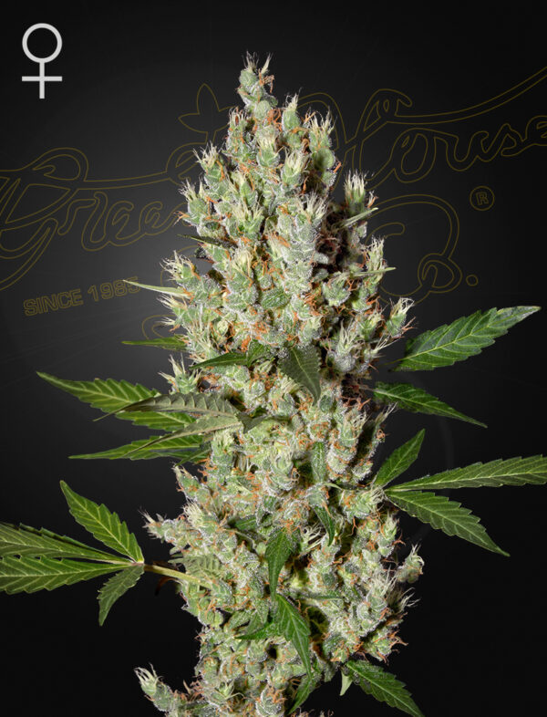 Von DinaFem Seeds Moby Dick #2.Close-up of a cannabis plant showing detailed trichomes and leaves.