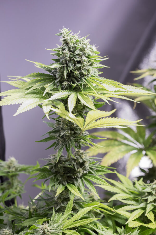 Close-up of a cannabis plant with a large, dense bud surrounded by vibrant green leaves.