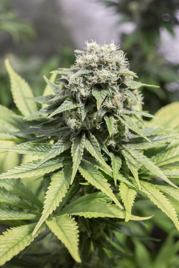 Close-up of a mature cannabis plant with a large, dense bud covered in white trichomes, surrounded by vibrant green leaves.