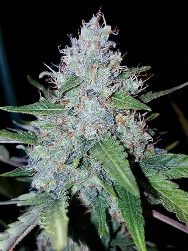 Von Critical Mass Collective Monster Mass.Close-up of a mature cannabis bud heavily coated with trichomes and interspersed pistils.