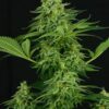 Seeds of Moonshine Mass Feminized type from Critical Mass Collective