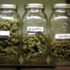 Von Critical Mass Collective Moonshine Mass.Four large glass jars filled with dried cannabis buds, each labeled with different names like "High Expectations" and "Electric O.G." for identification.