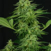 A close-up of a cannabis plant featuring a tall central cola surrounded by several smaller buds and abundant green leaves, all dusted with trichomes.