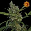 Feminized Morning Glory type seeds from Barneys Farm Seeds.