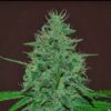 Narcotherapy Automatic seeds from Cream of the Crop Seeds.