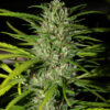 Von Cream of the Crop Seeds Narcotherapy Auto.Close-up of a mature cannabis plant with a dense cluster of buds covered in trichomes, surrounded by serrated leaves.