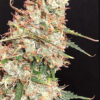 Close-up of a mature cannabis bud richly covered in trichomes visible as frosty white crystals, with vibrant orange pistils and green leaves.