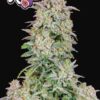 A close-up photo of a mature Forbidden Runtz Auto cannabis plant, featuring dense clusters of buds covered in crystalline trichomes with flecks of orange pistils.