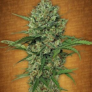 Seeds Northern Express type Automatic from Fast Buds Seeds.