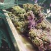 Seeds Northern High Lights type Feminized from Advanced Female Seeds.