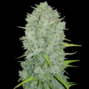 Automatic Northern Lights seeds from Fast Buds Seeds.