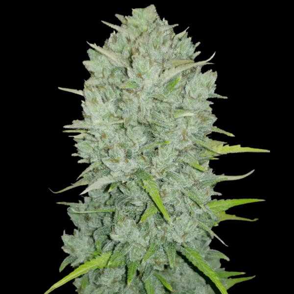 Automatic Northern Lights seeds from Fast Buds Seeds.