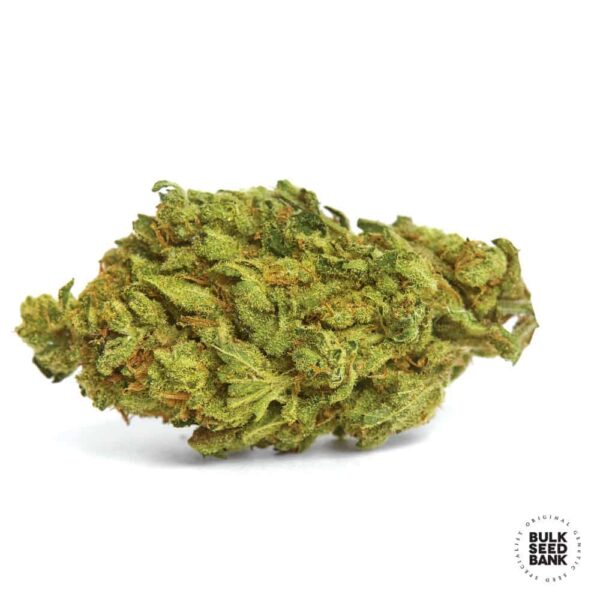 Close-up of a dense cannabis bud with a rich coating of trichomes and vibrant green hues.