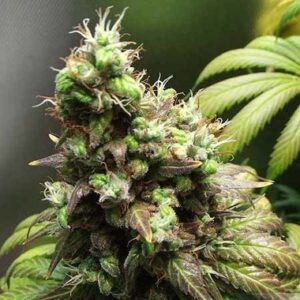 Feminized Orange Hill Special seeds from Dutch Passion Seeds.