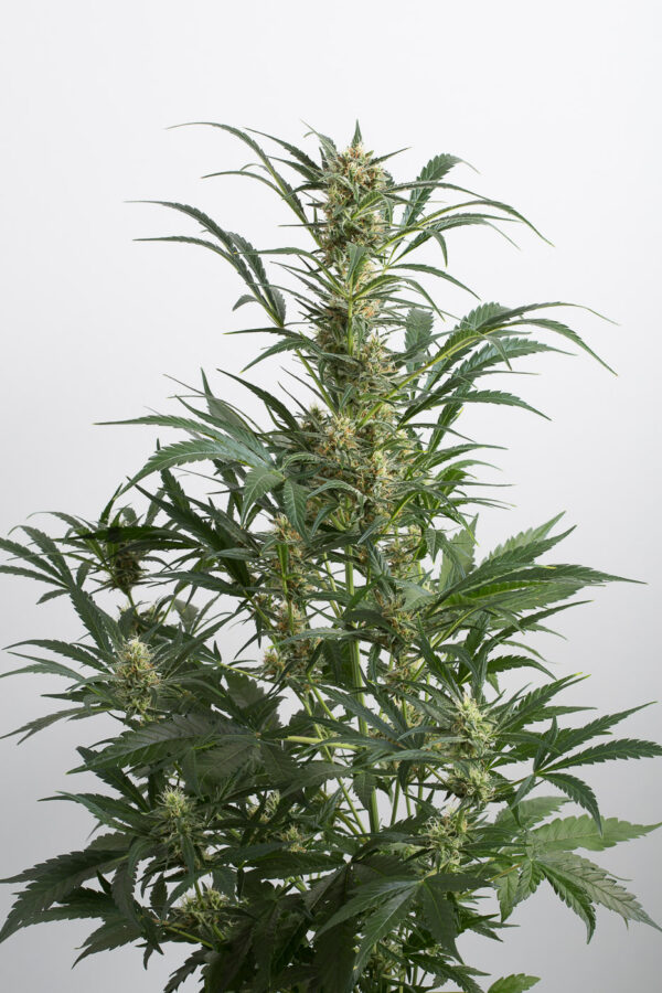 A tall cannabis plant with lush green leaves and dense clusters of buds.