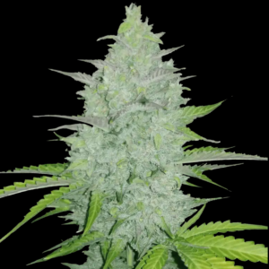 Original Seeds Cheese Auto from Fast Buds Seeds.