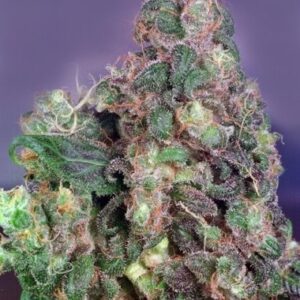 Feminized Original Flo type seeds from Dutch Passion Seeds.