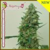 Seeds Patel's Cornershop Special is a regular type of corn from Dr Krippling Seeds.