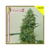 Von Dr Krippling Seeds Patel's Cornershop Special.Cannabis plant featuring dense clusters of buds with prominent trichomes, advertised as a new product by Dr. Krippling, a provider of high-quality feminized cannabis strains.
